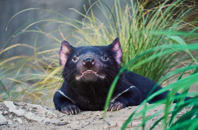 A dark animal with pointy ears and sharp claws coming out of a burrow
