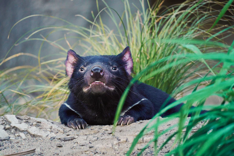 A dark animal with pointy ears and sharp claws coming out of a burrow
