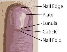 Labeled fingernail.