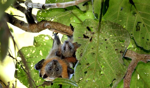 To stop new viruses jumping across to humans, we must protect and restore bat habitat. Here's why