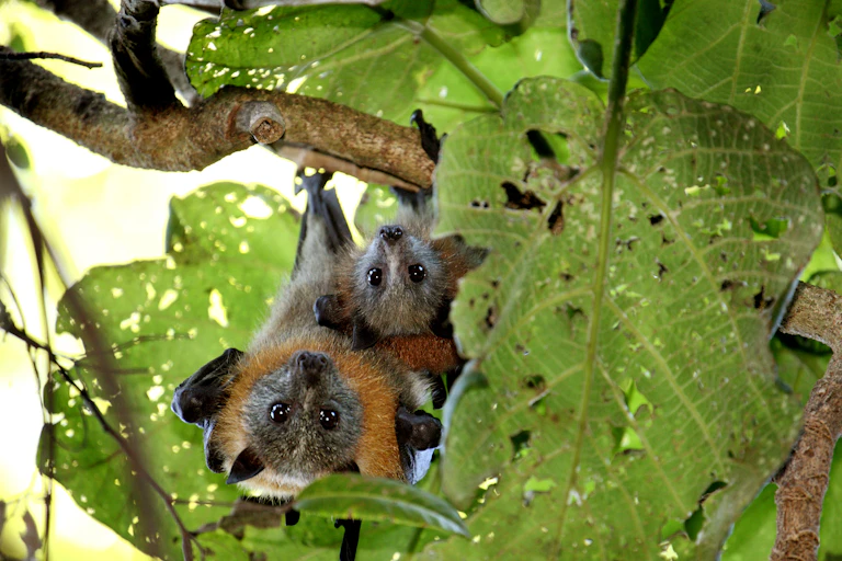 Grey headed flying fox