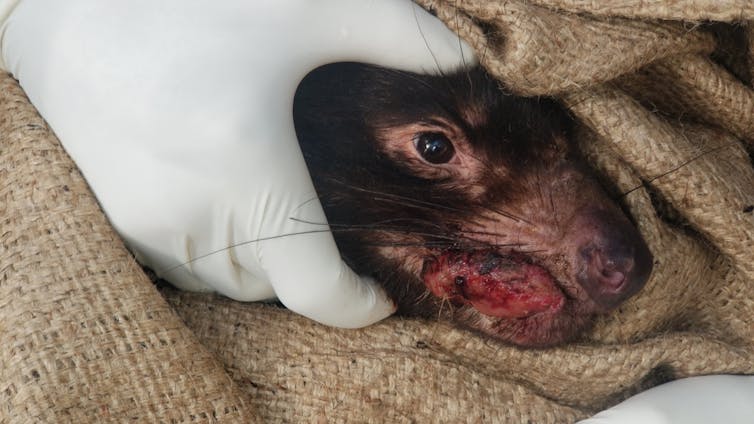 Close-up of a Tasmanian devil held by human hands, with a tumour on its lower jaw