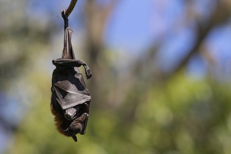 Flying fox asleep