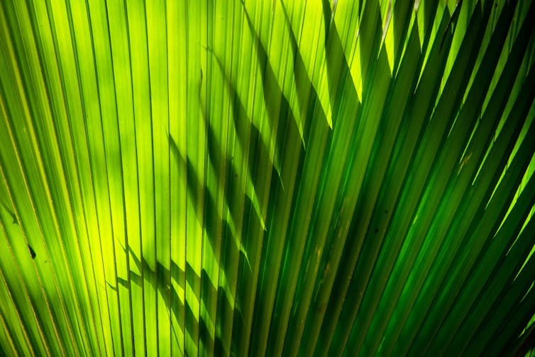 Light shining through green palm fronds
