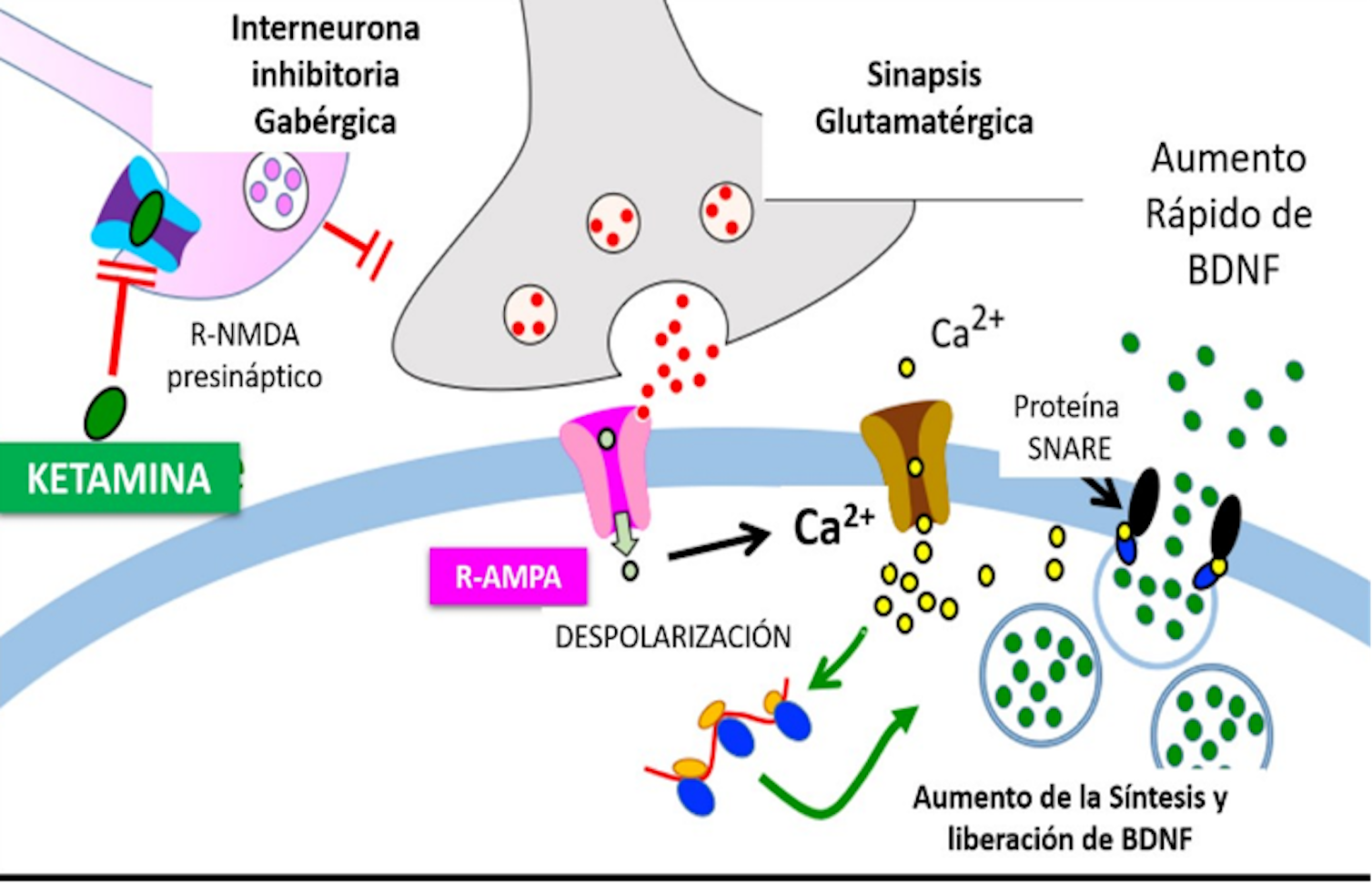 Esketamina, el novedoso antidepresivo intranasal para los casos resistentes Esketamina, el novedoso antidepresivo intranasal para los casos resistentes