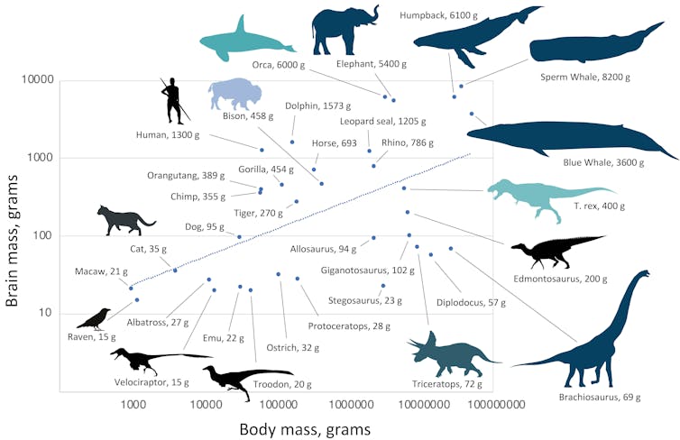 Tamaño del cerebro frente a la masa corporal de los dinosaurios, mamíferos y aves.