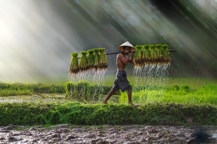 man walks through rice field