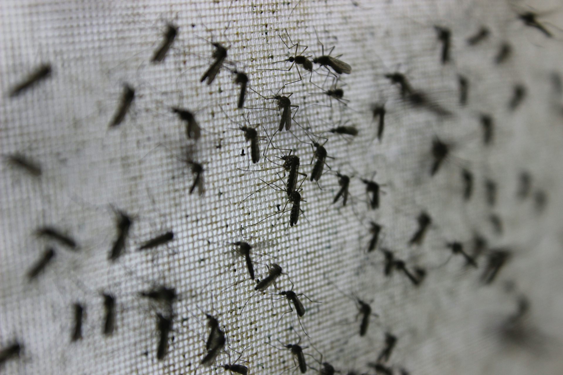 Mozzies are everywhere right now &ndash; including giant ones and those that make us sick. Here's what you need to know