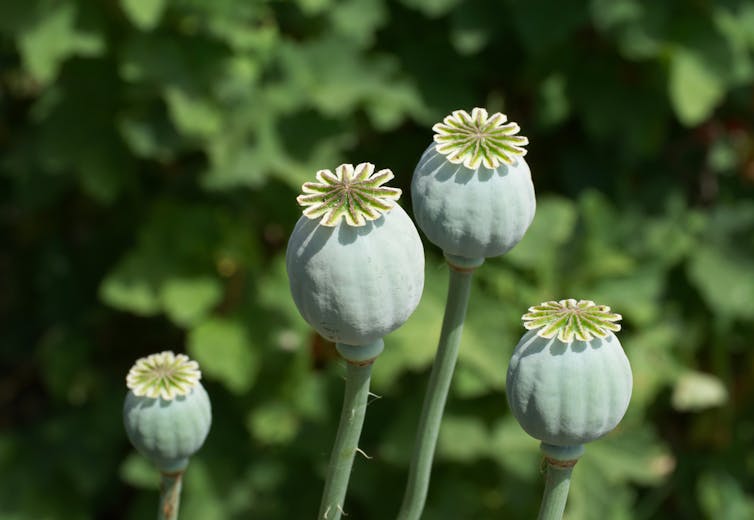 Poppy plant Papaver somniferum