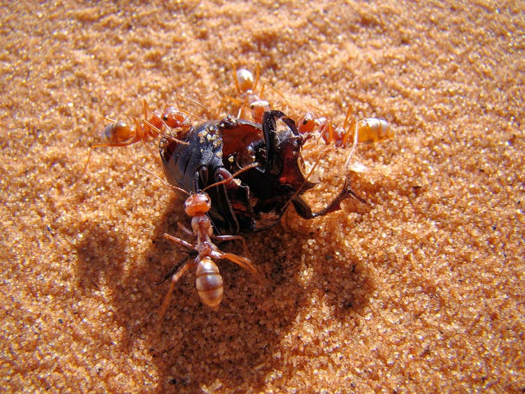 several ants surround a beetle on the desert sand