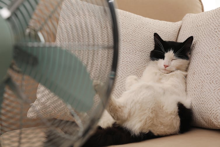 Cat sits on couch enjoying the cool air of a fan