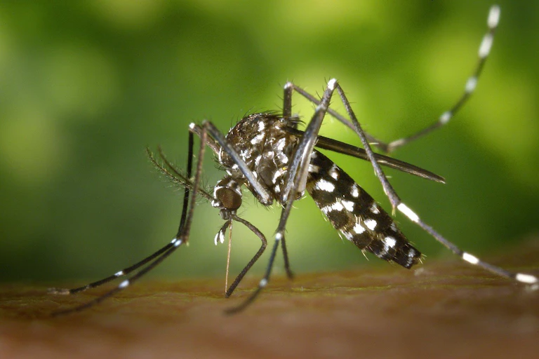 Photographie d'un moustique Aedes aegypti