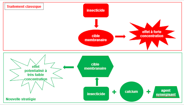 Représentation schématique du principe de l’utilisation d’un agent synergisant associé à un insecticide. Ce « tandem » permet de changer la conformation de la cible à l’insecticide via des mécanismes intracellulaires dépendants du calcium. Dans ces conditions, l’effet insecticide est potentialisé à plus faible concentration (vert) par rapport au traitement classique sans agent synergisant (rouge)