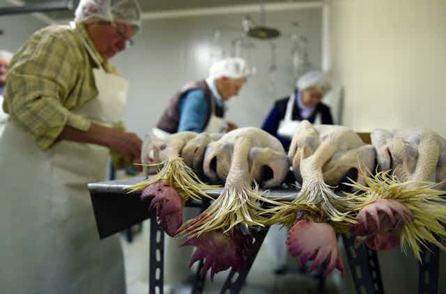 Photo de personnes en train de préparer des volailles plumées.