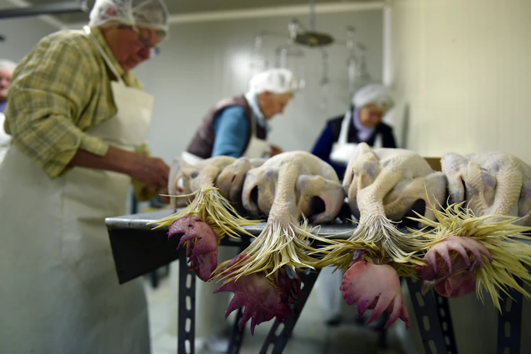 Photo de personnes en train de préparer des volailles plumées.