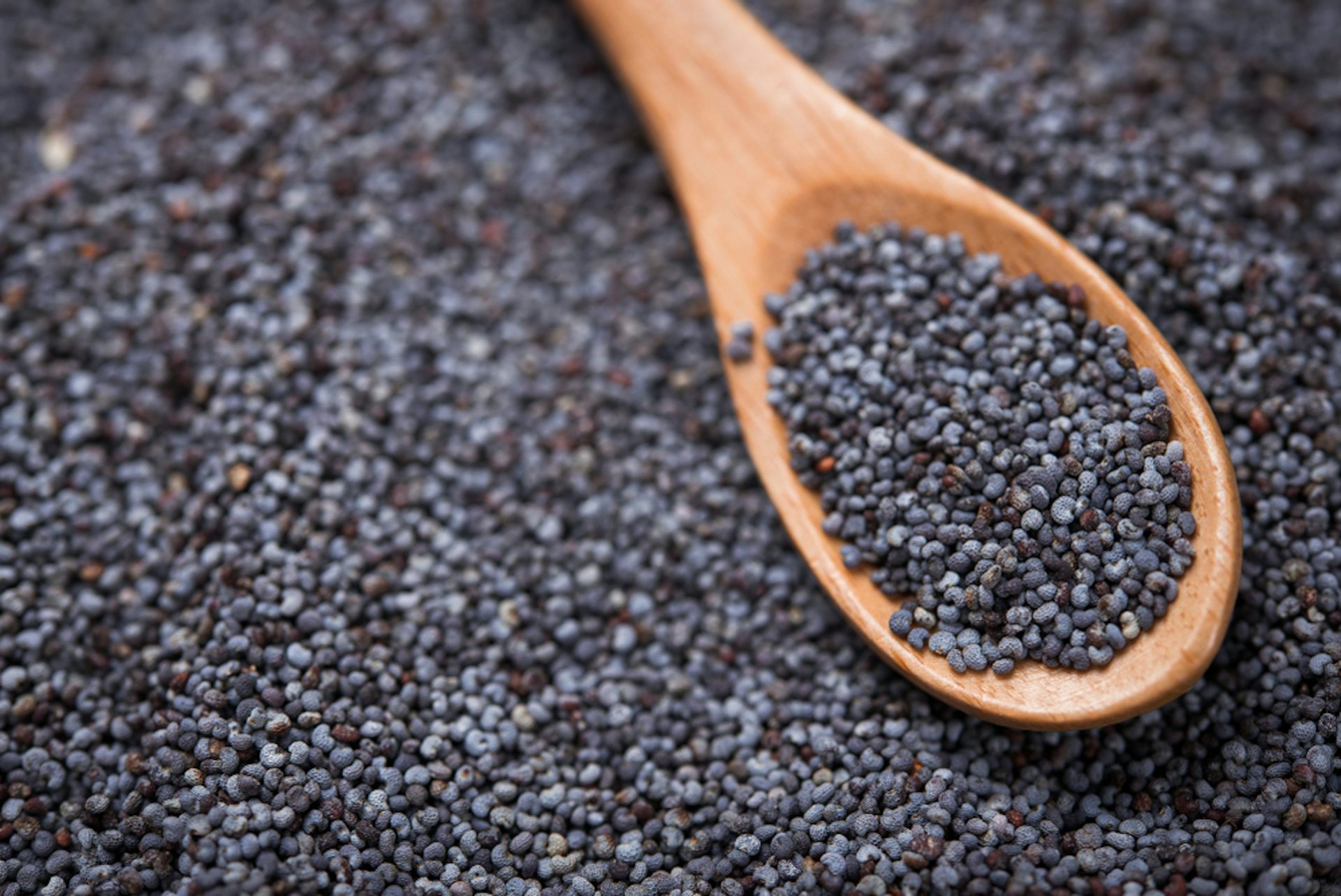 Toxic Poppy Seeds Are Sending People To Hospital 3 Experts Explain   File 20221117 17 Madsvi 