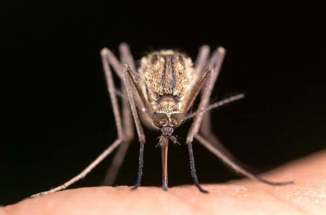 Photo d’un moustique appartenant à l’espèce Culex pipiens.