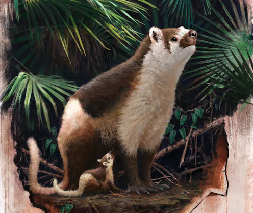 Temuan fosil bayi membantu ilmuwan memahami perkembangan mamalia setelah kepunahan dinosaurus