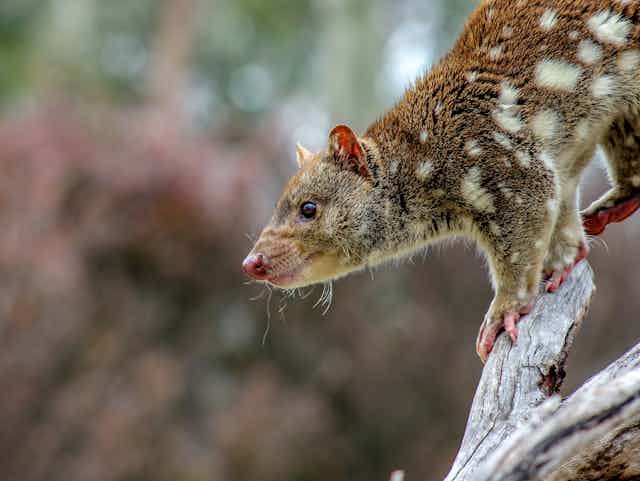 Quoll on a tree trunk