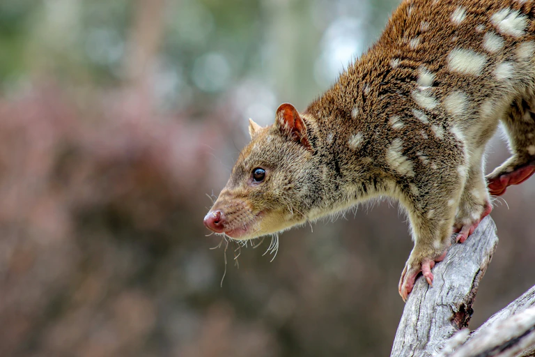 Quoll on a tree trunk