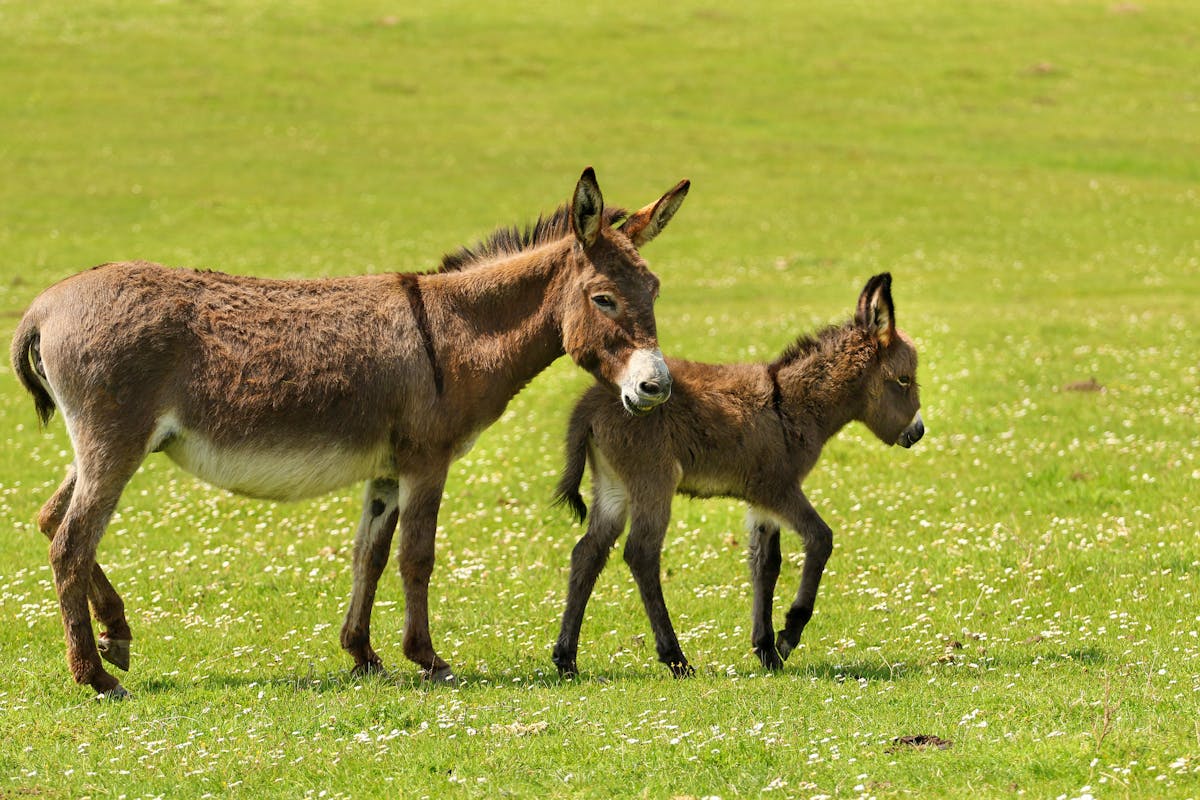 We created the world's first donkey embryo using IVF in a bid to ...
