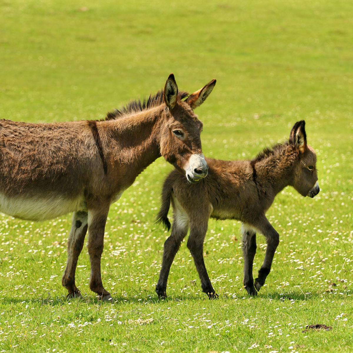 We created the world's first donkey embryo using IVF in a bid to ...