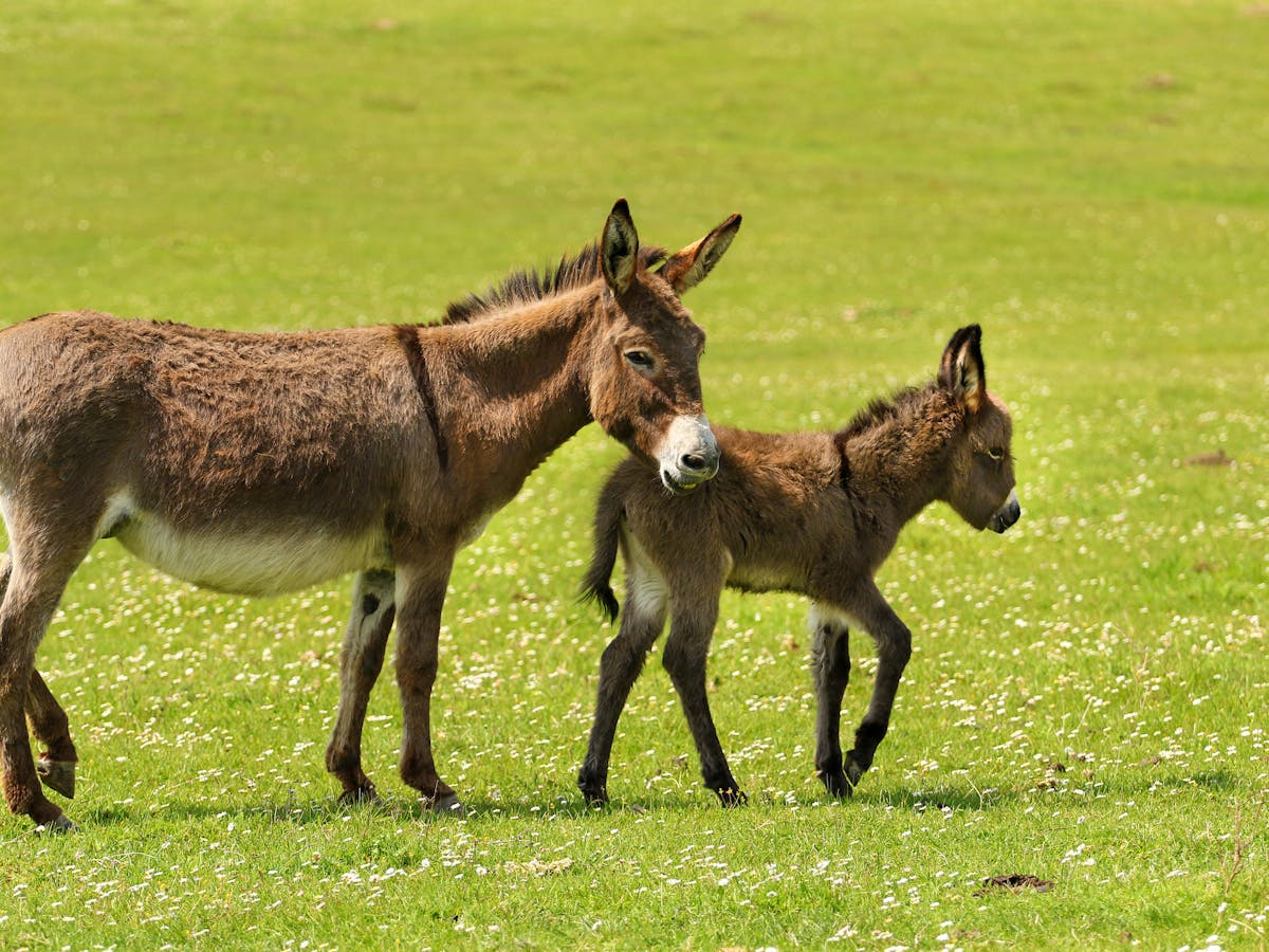 We created the world's first donkey embryo using IVF in a bid to ...
