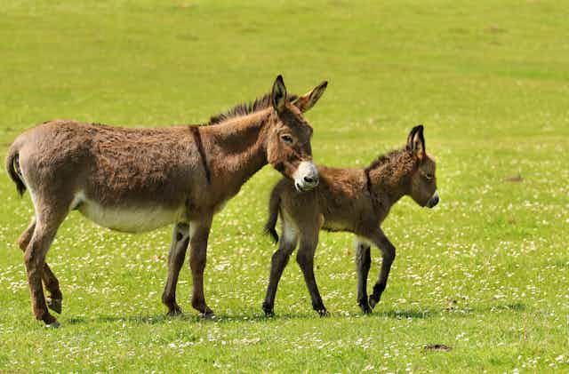 adult and baby donkey