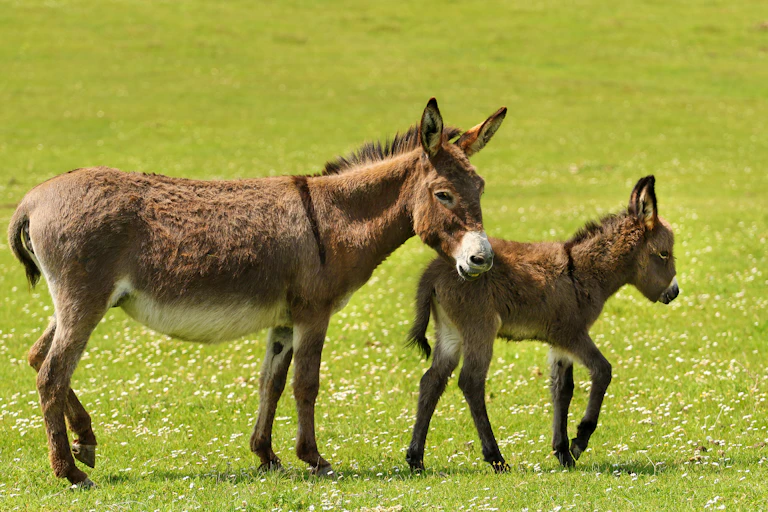 adult and baby donkey