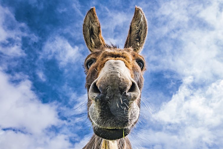 donkey face against blue sky