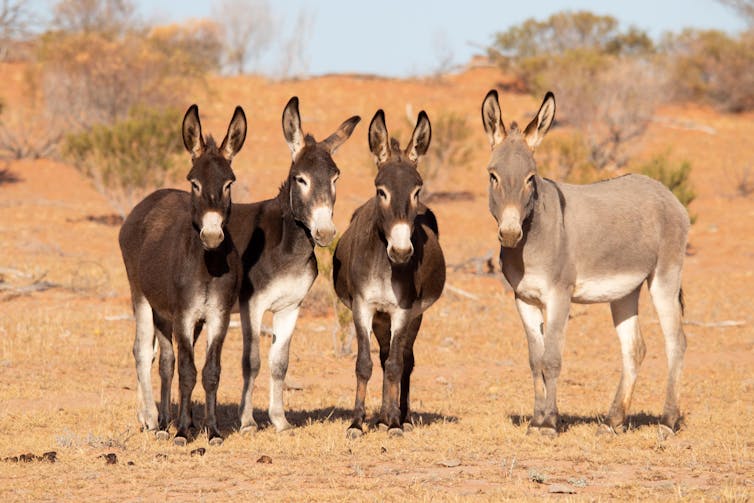 four donkeys in dry landscape