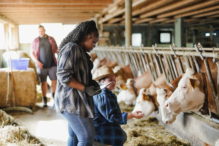 A woman looking on as cattle are fed in a cow shed.