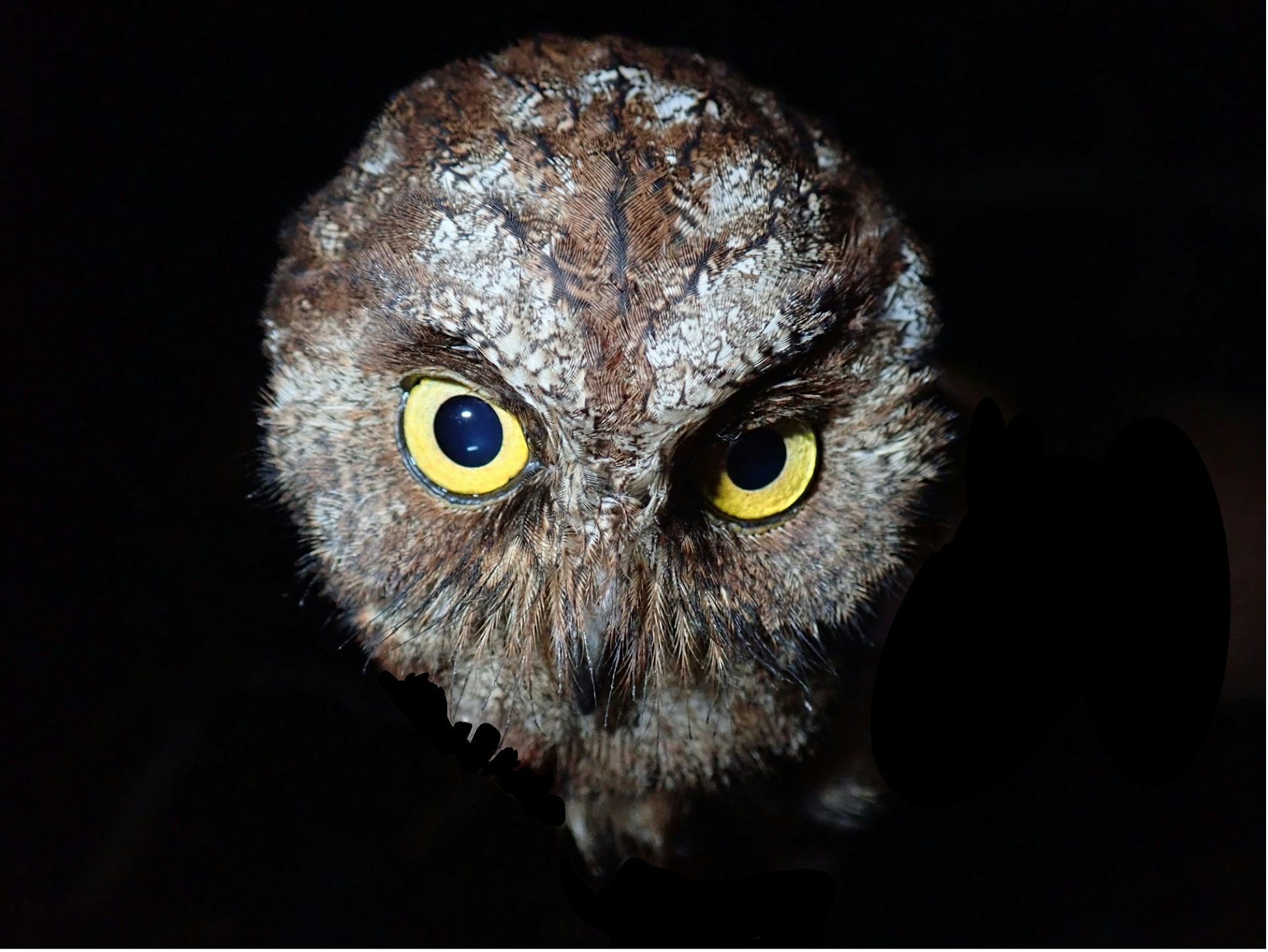 We discovered a new species of owl – but we already think it's in