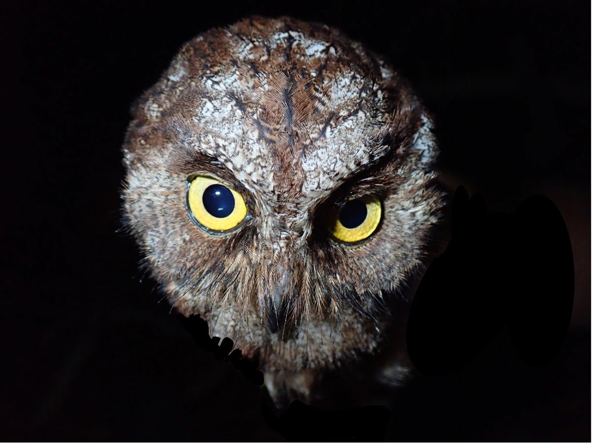 We discovered a new species of owl – but we already think it's in ...