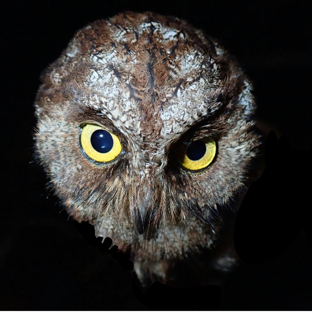 We discovered a new species of owl – but we already think it's in danger