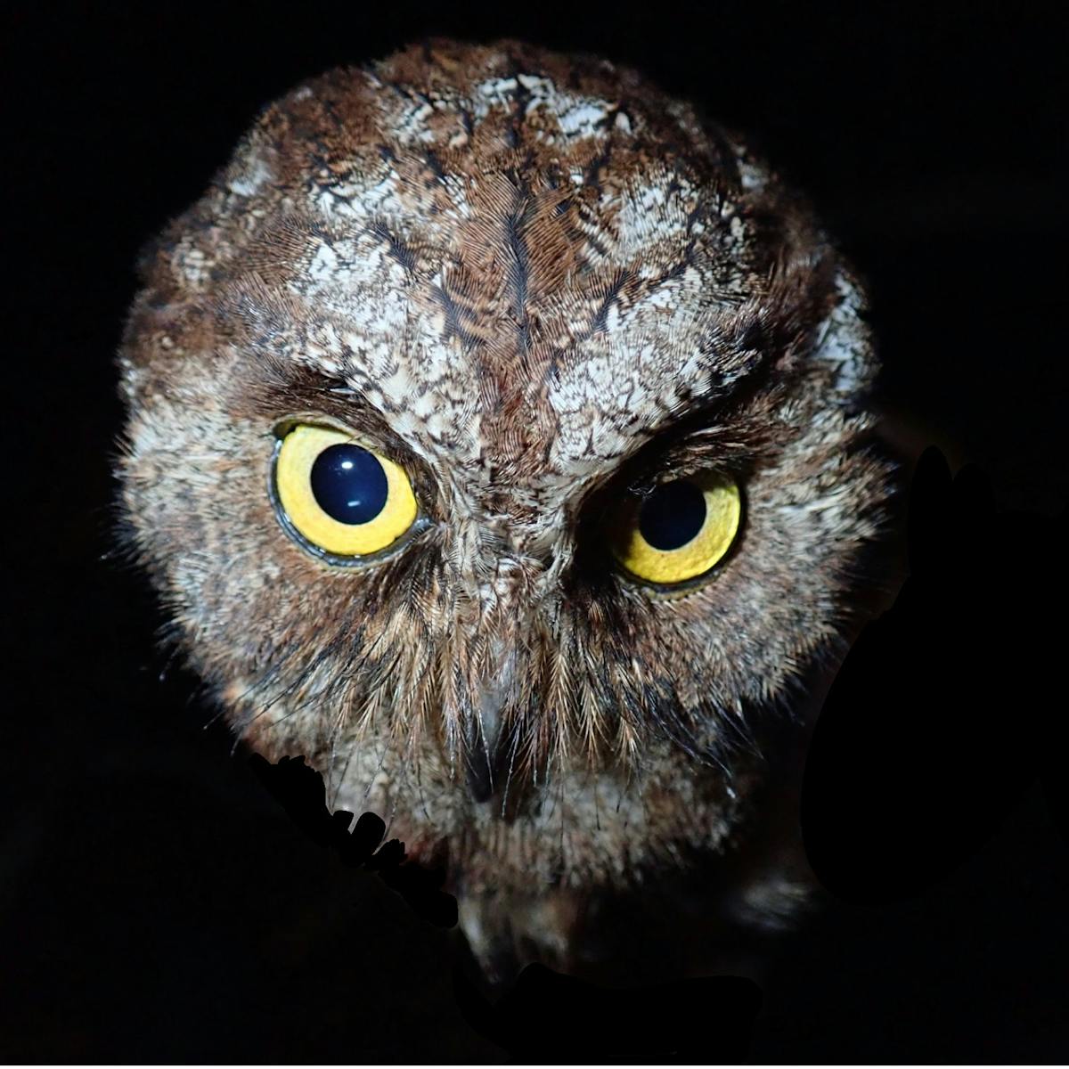 We discovered a new species of owl – but we already think it's in ...