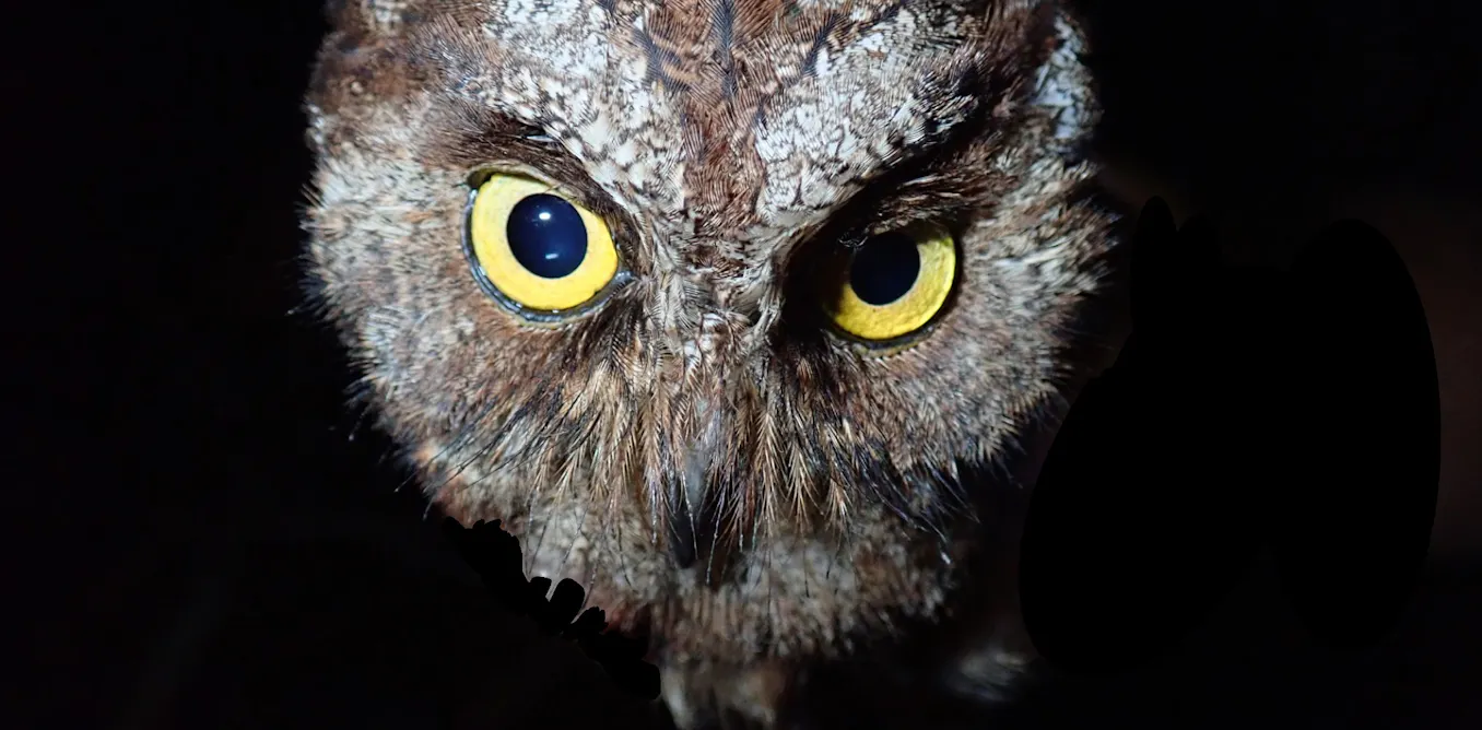 We Discovered A New Species Of Owl But We Already Think It s In Danger we-discovered-a-new-species-of-owl-but-we-already-think-it-s-in-danger