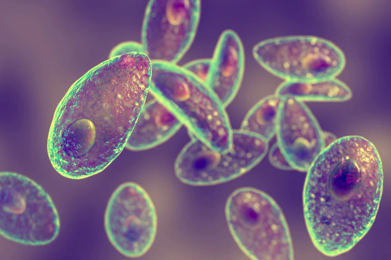 Toxoplasma gondii au microscope
