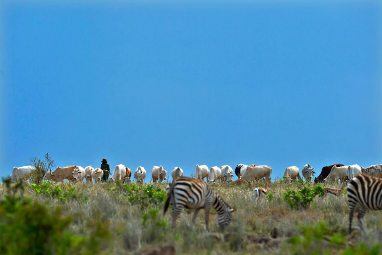 Man grazing a herd of cattle alongside zebra and deer.