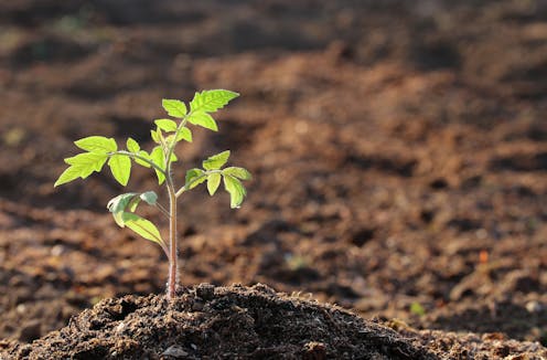 What planting tomatoes shows us about climate change