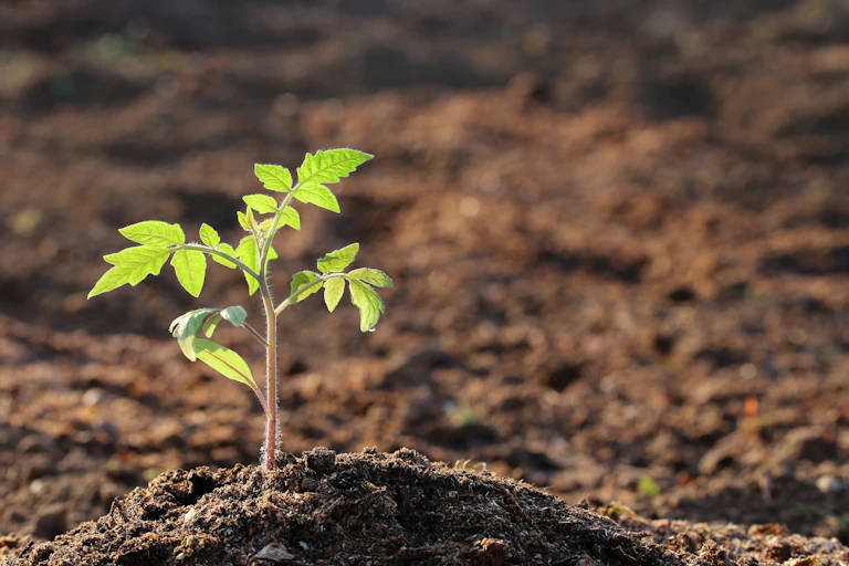 tomato seedling