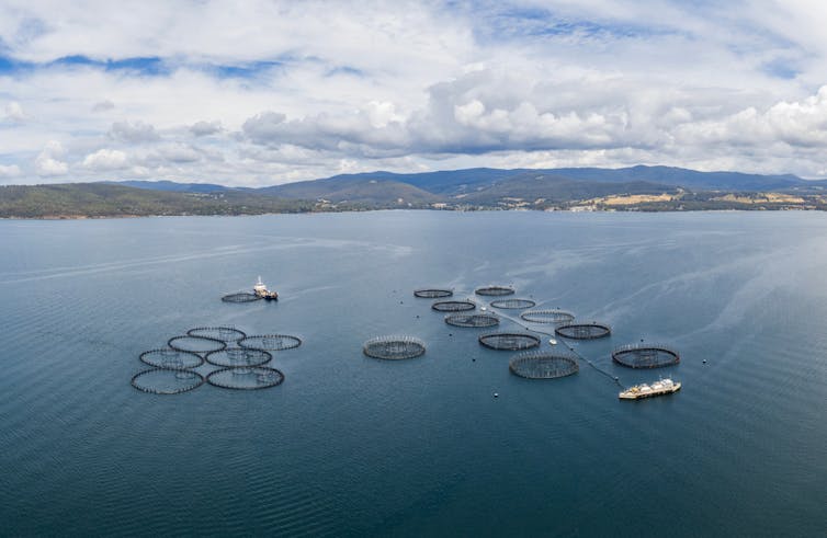 tasmania salmon farms