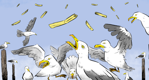 4 facts about seagulls that will make you love these relentless chip thieves