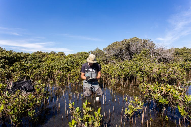 Man kneels in mangrove taking notes