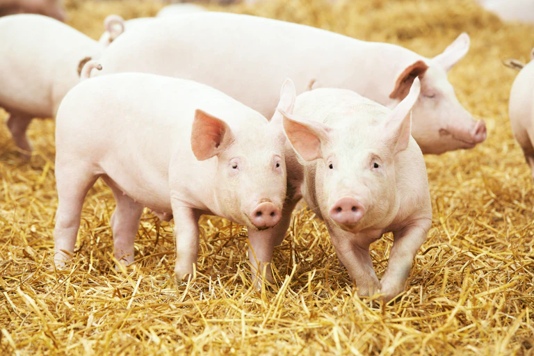 deux cochons gambadent dans la paille