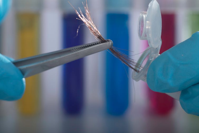 close up of hands wearing blue surgical gloves removing hair strands from a test-tube