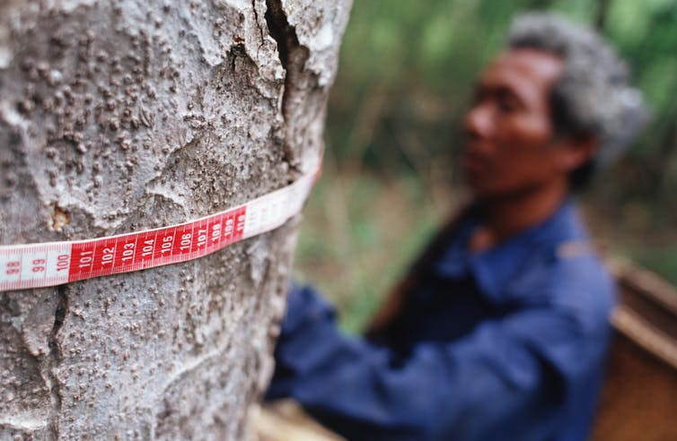 A man measures a tree with a tape measure.