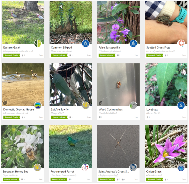 Images uploaded to the citizen science app
