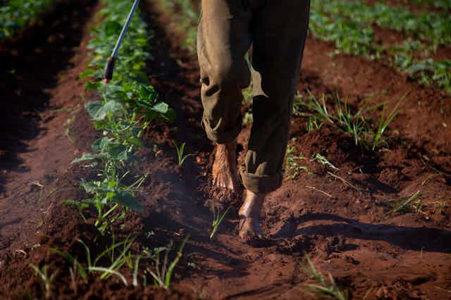 Person walks through crop field barefoot