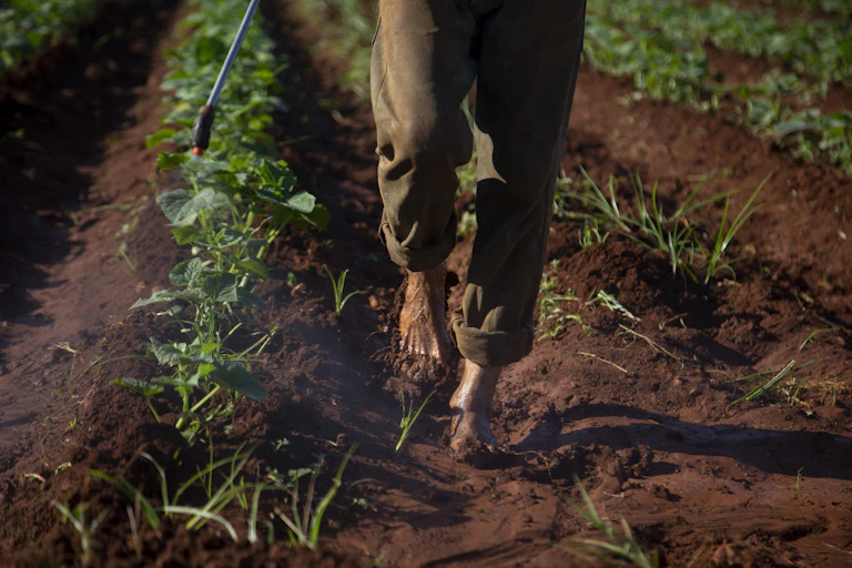 Person walks through crop field barefoot